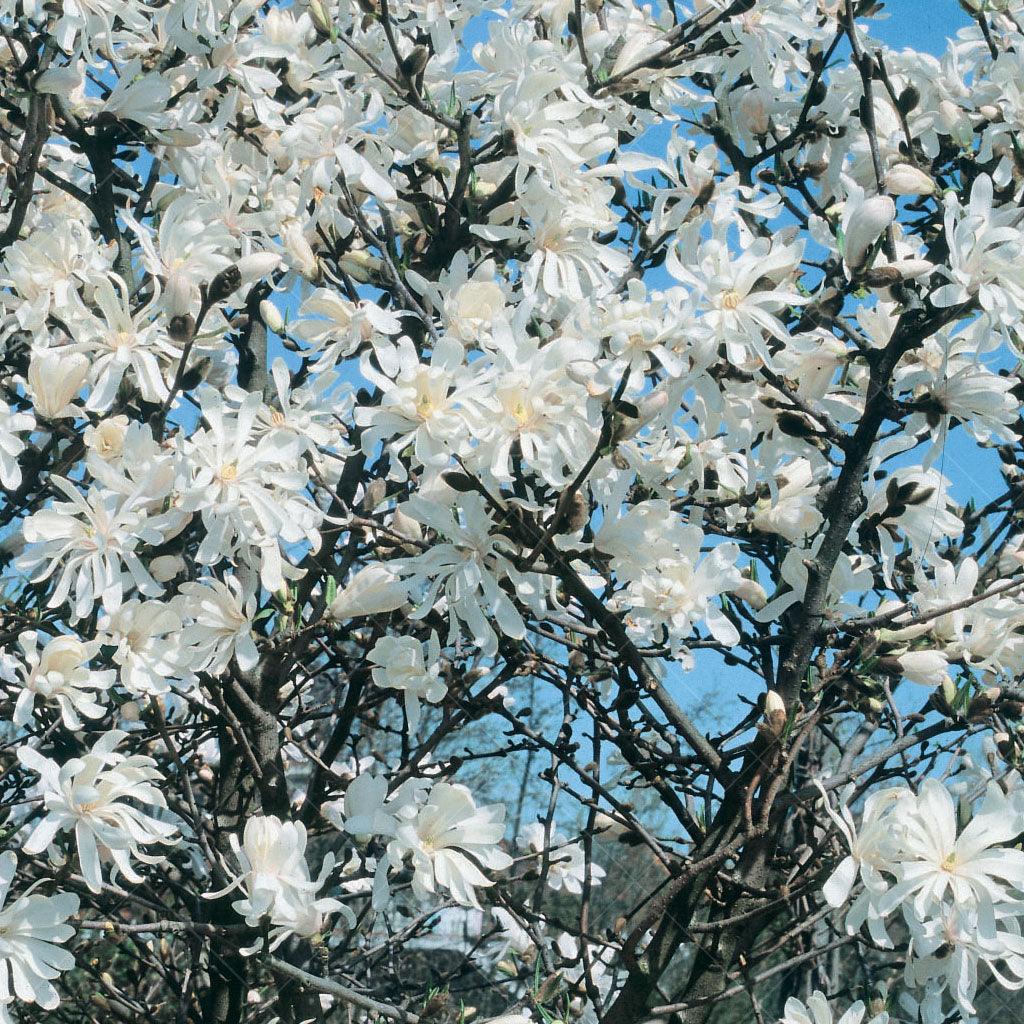 Royal Star Star Magnolia (Tree)