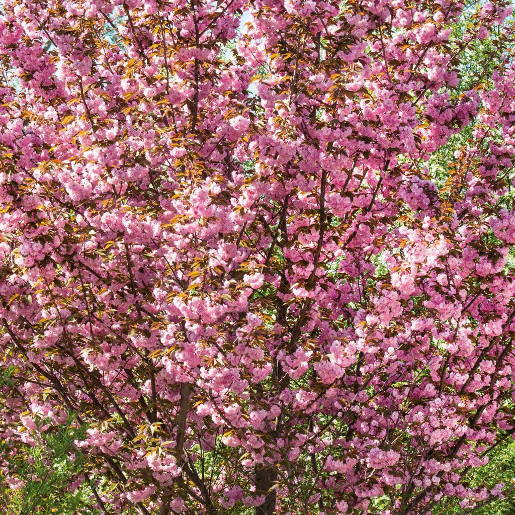 Kwanzan Japanese Flowering Cherry Tree
