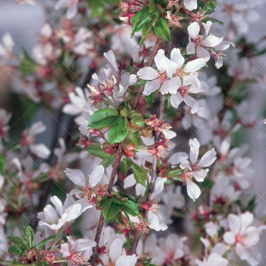 Snow Fountains® Weeping Higan Cherry Tree