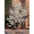 Cleveland Select Callery Pear Tree