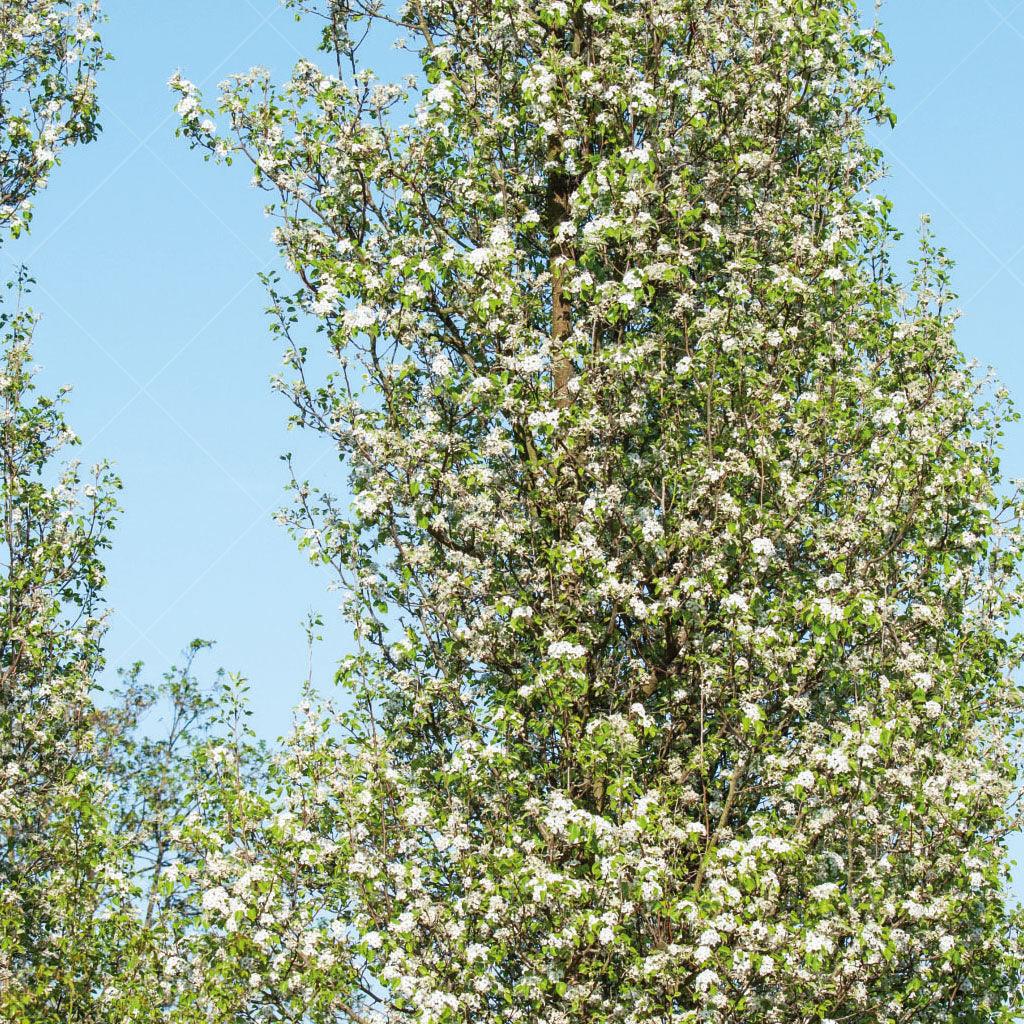 Introducing the Chanticleer Callery Pear Tree, a breathtaking sight in early spring when it bursts into a profusion of elegant white flowers. This striking tree showcases a narrow, pyramidal form with lush dark green leaves that transform into a stunning reddish-purple hue in the fall, adding a tapestry of color to your landscape.