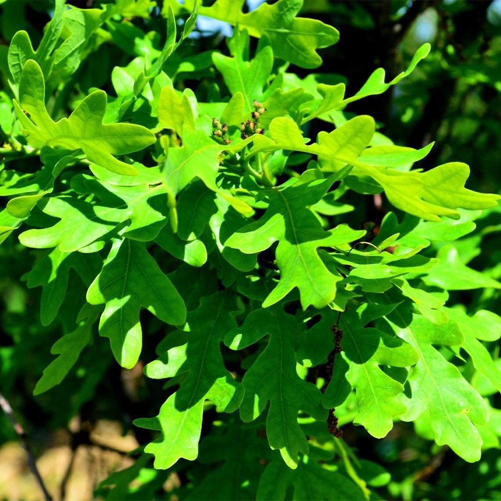 Crimson Spire Hybrid English Oak  #15 Container