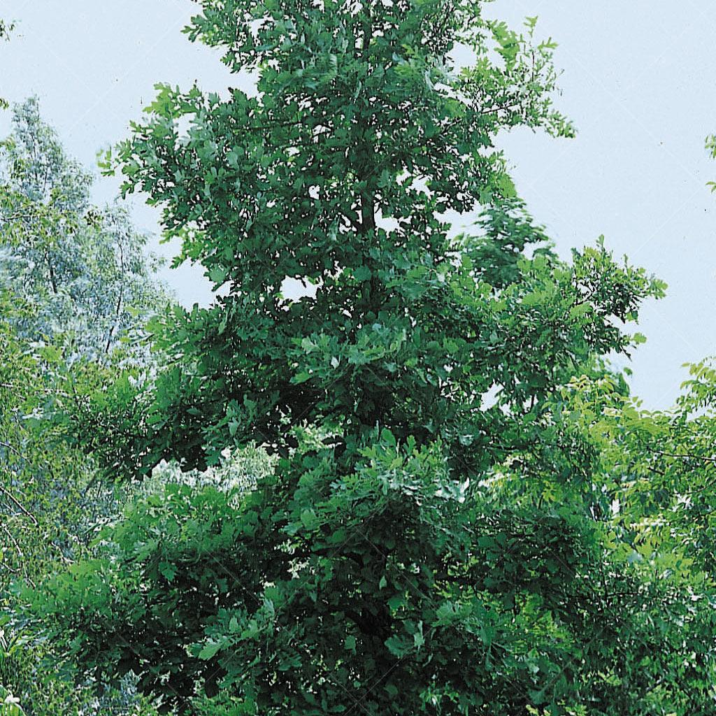 Immerse yourself in the grandeur of the Bur Oak (Quercus macrocarpa), a native treasure revered for its majestic presence and enduring beauty. With its broadly oval and open shape, this exemplary tree serves as an ideal specimen plant or windscreen for privacy, enriching city parks and urban landscapes with its distinctive features.