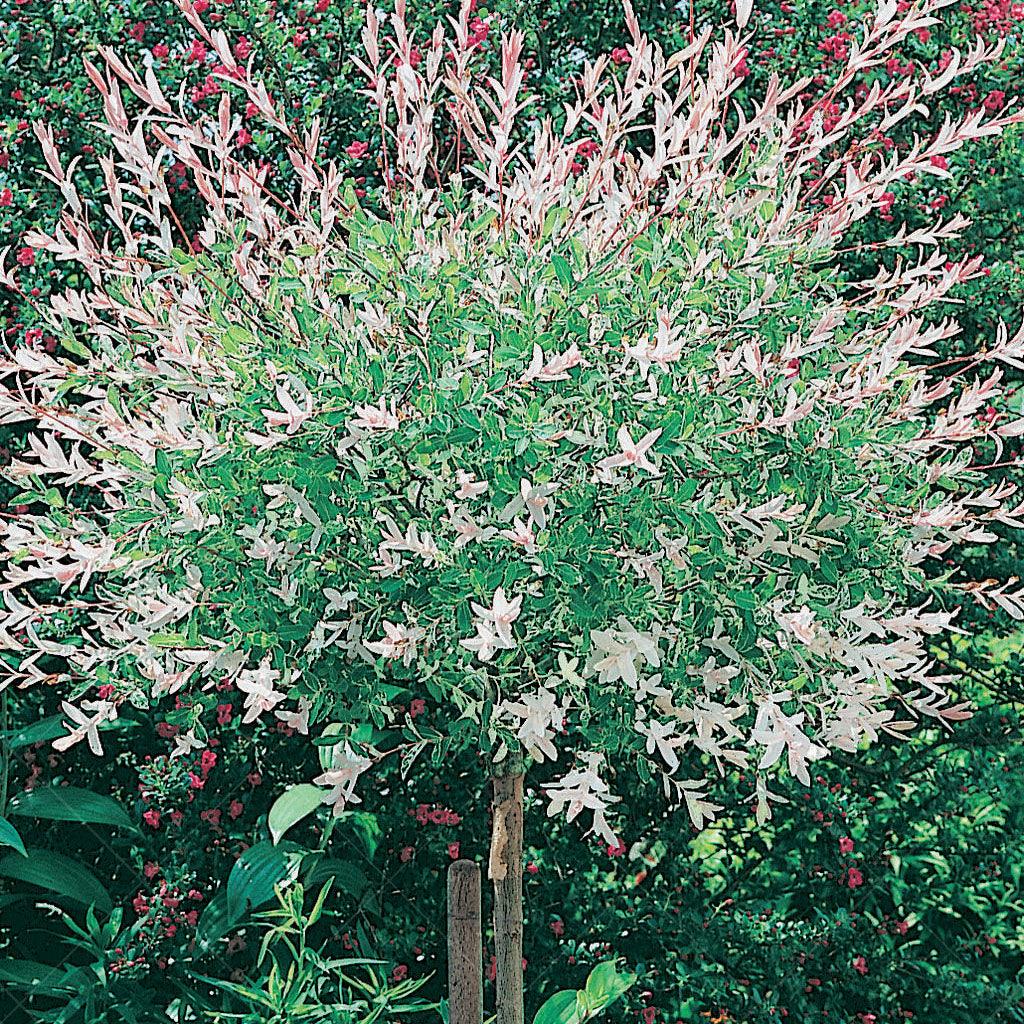 Dappled Willow Tree (Standard)