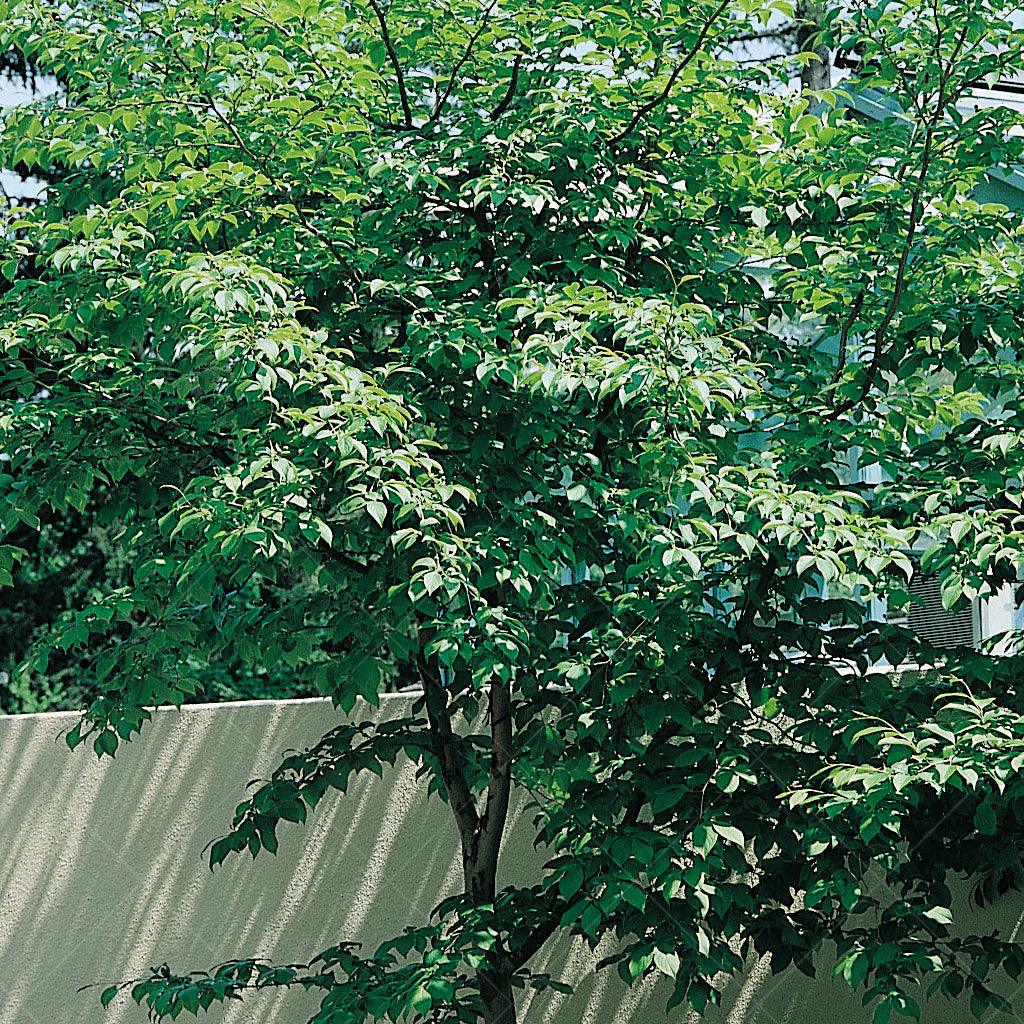 Japanese Stewartia