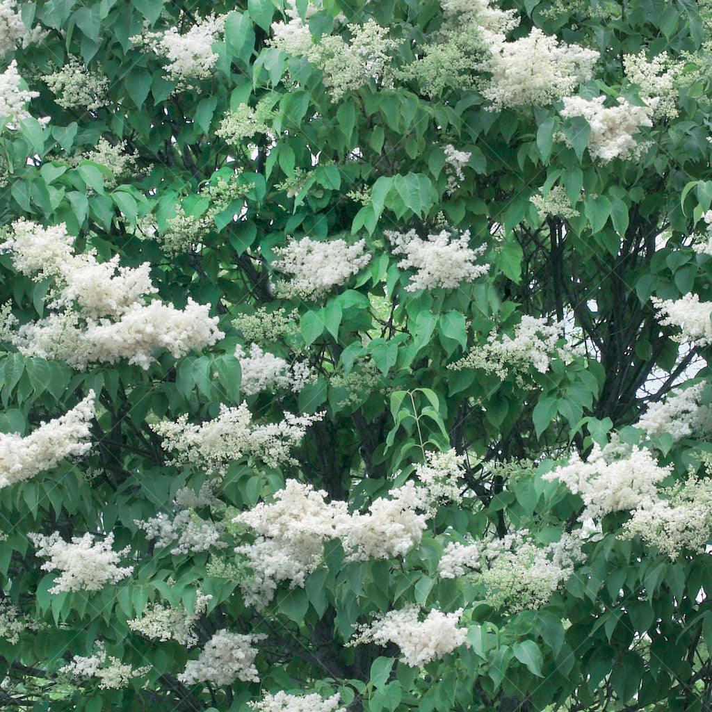 Ivory Silk® Japanese Lilac Tree