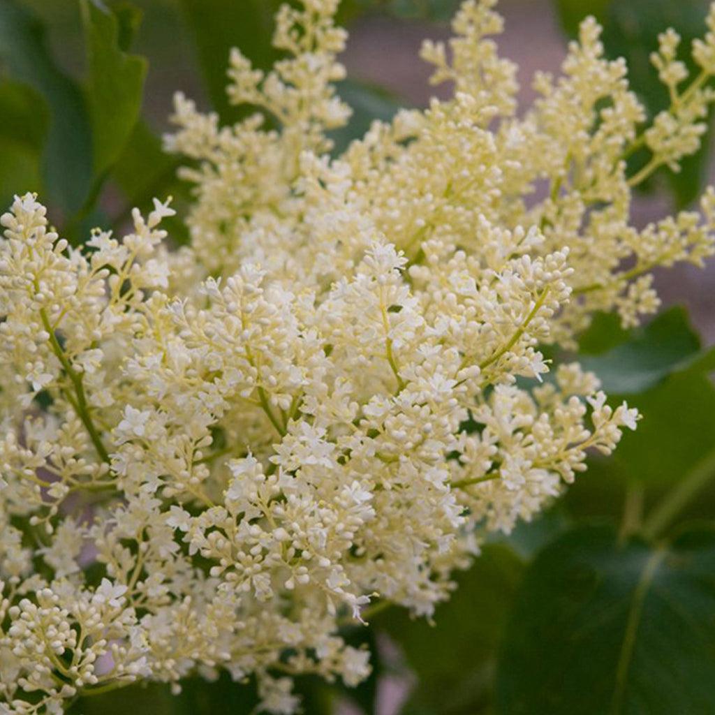 Snowdance® Japanese Tree Lilac First Edition®