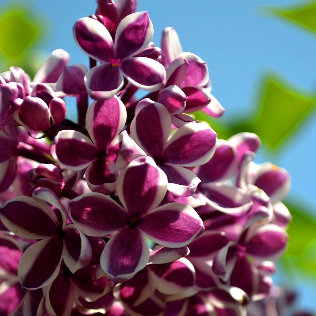Sensation Common Lilac (Standard)  # 7 150cm Container