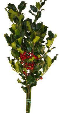 Holly Consumer Bunch Green