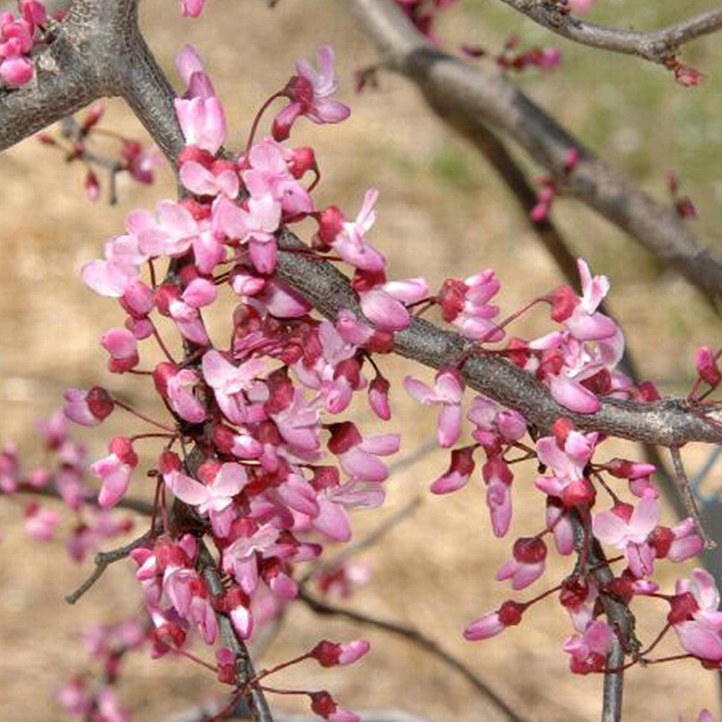Ruby Falls Eastern Redbud