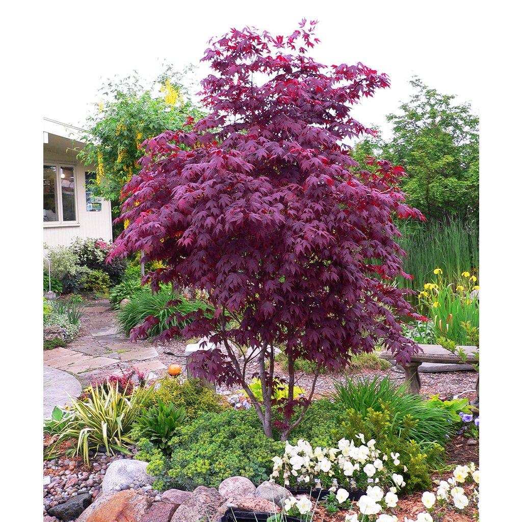 Bloodgood Japanese Maple # 5 100cm Container