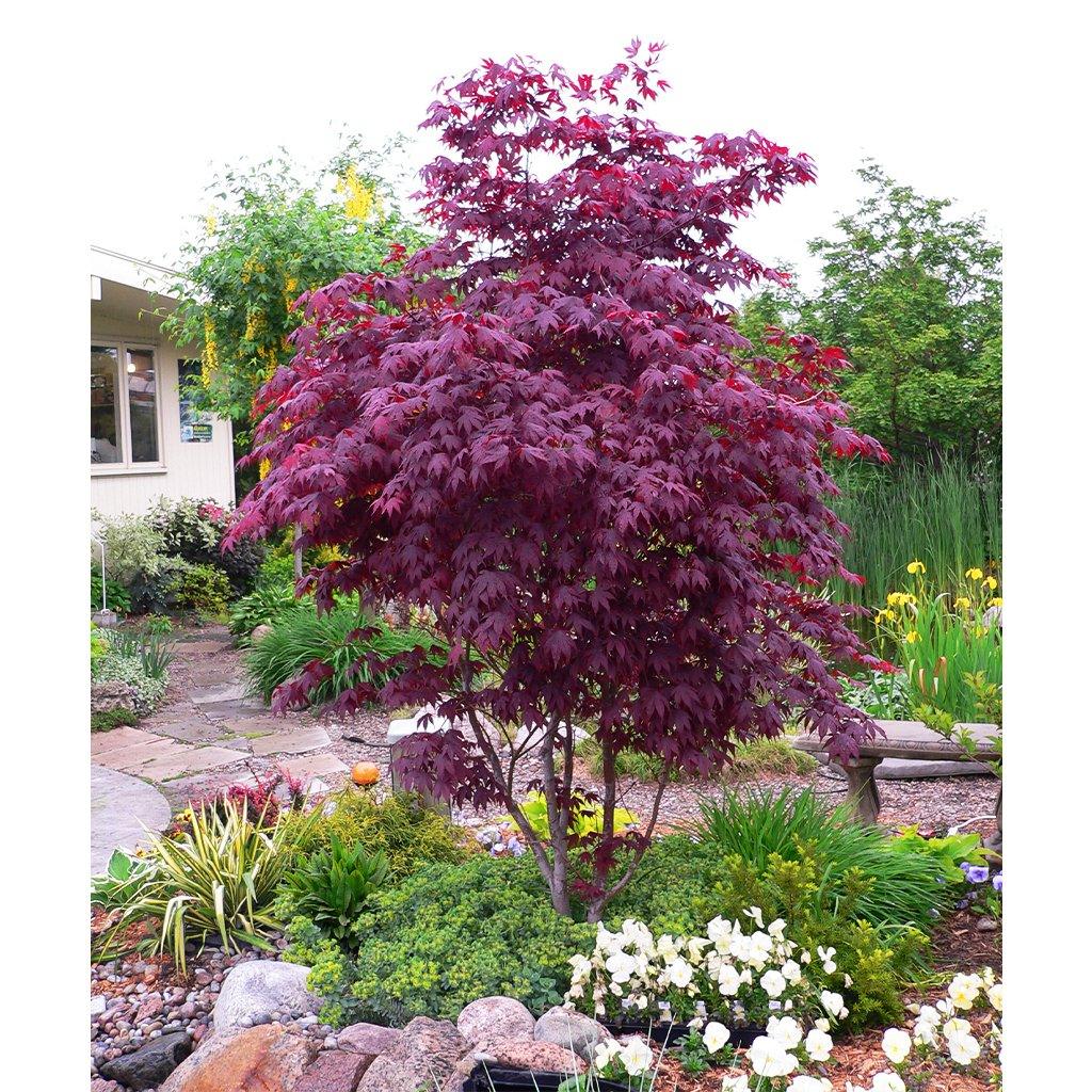 Bloodgood Japanese Maple # 5 125cm Container