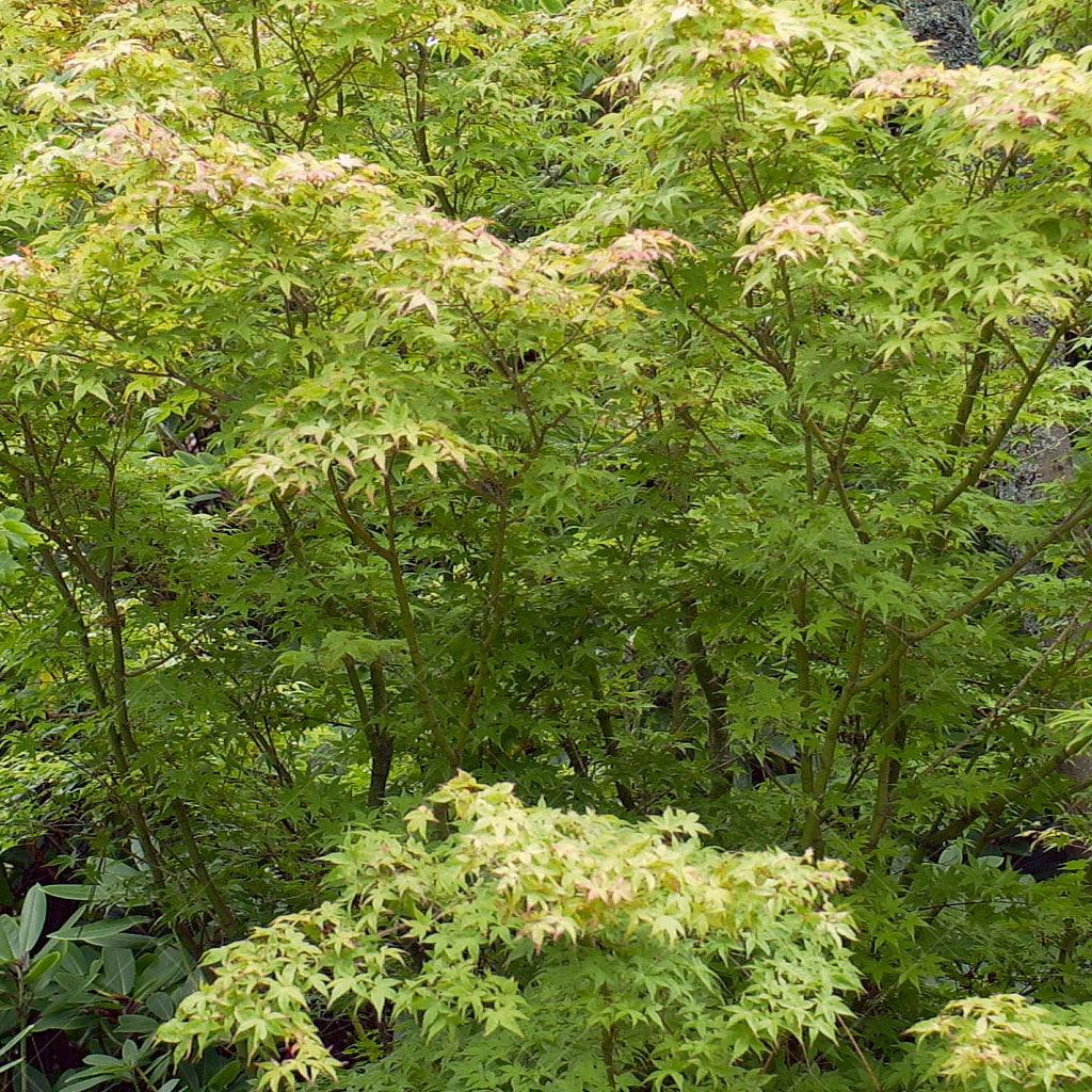 Beni Tsukasa Japanese Maple