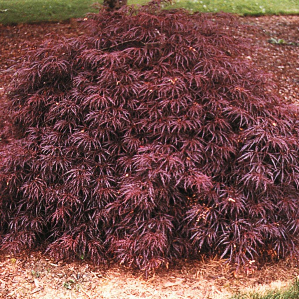 Crimson Queen Cutleaf Japanese Maple # 5 Container