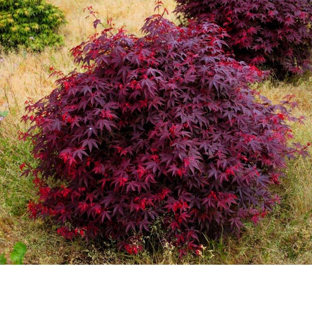 Englishtown Japanese Maple  60cm B&B