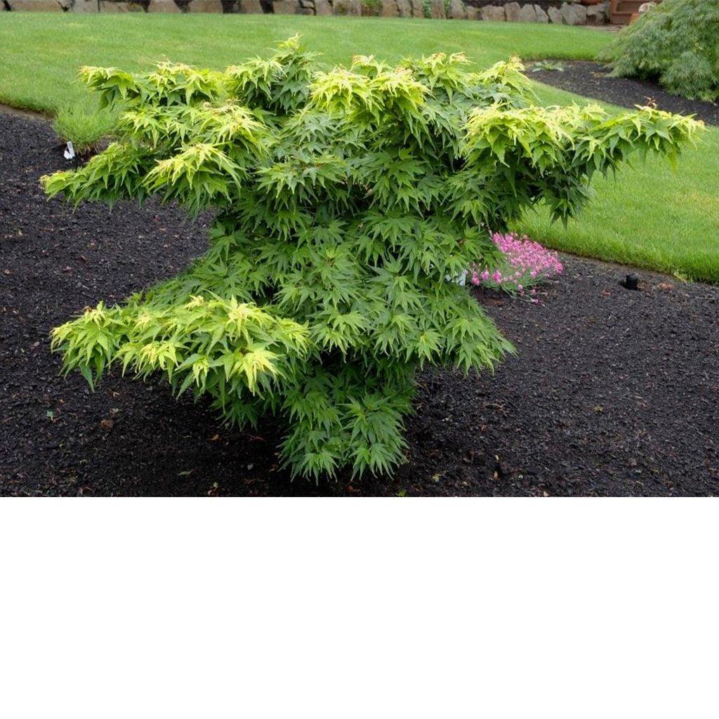 Mikawa Yatsubusa Japanese Maple 100cm B&B