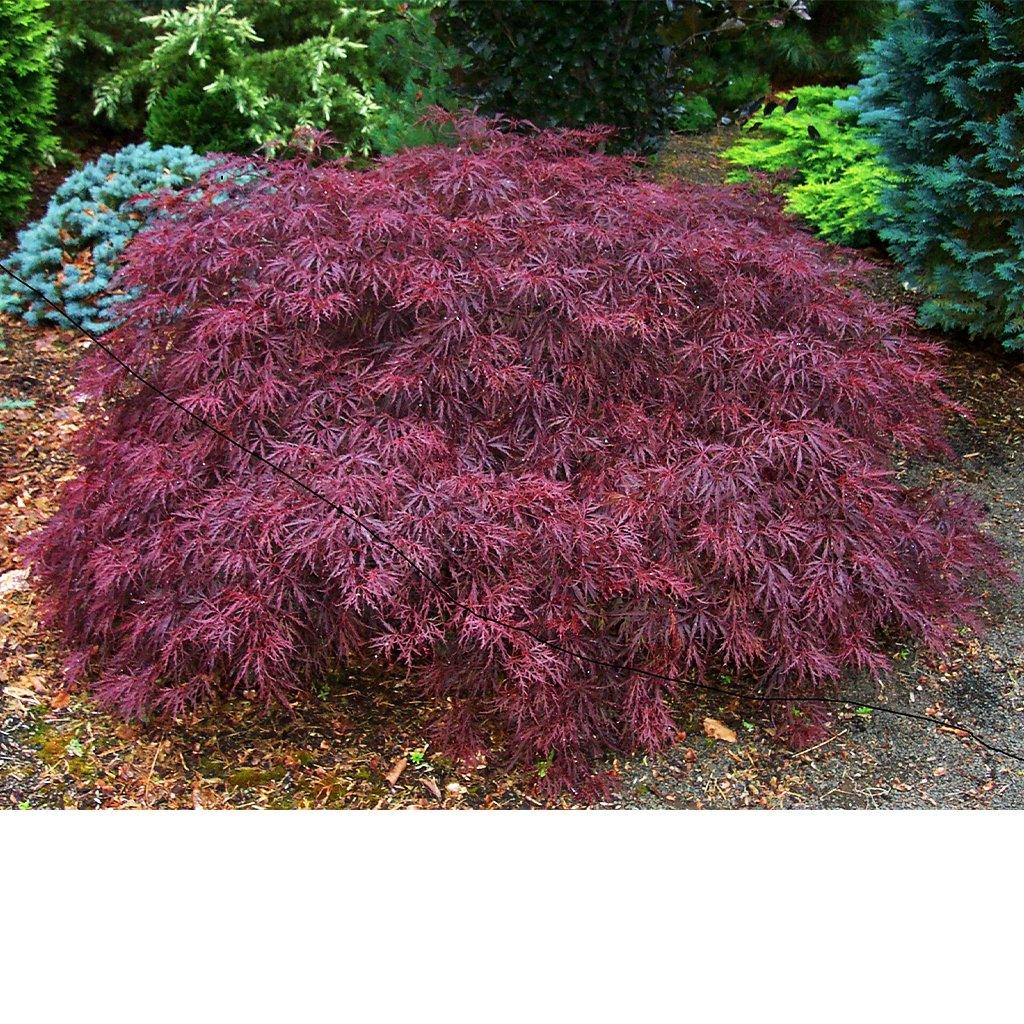Tamukeyama Cutleaf Japanese Maple # 5  80cm Container