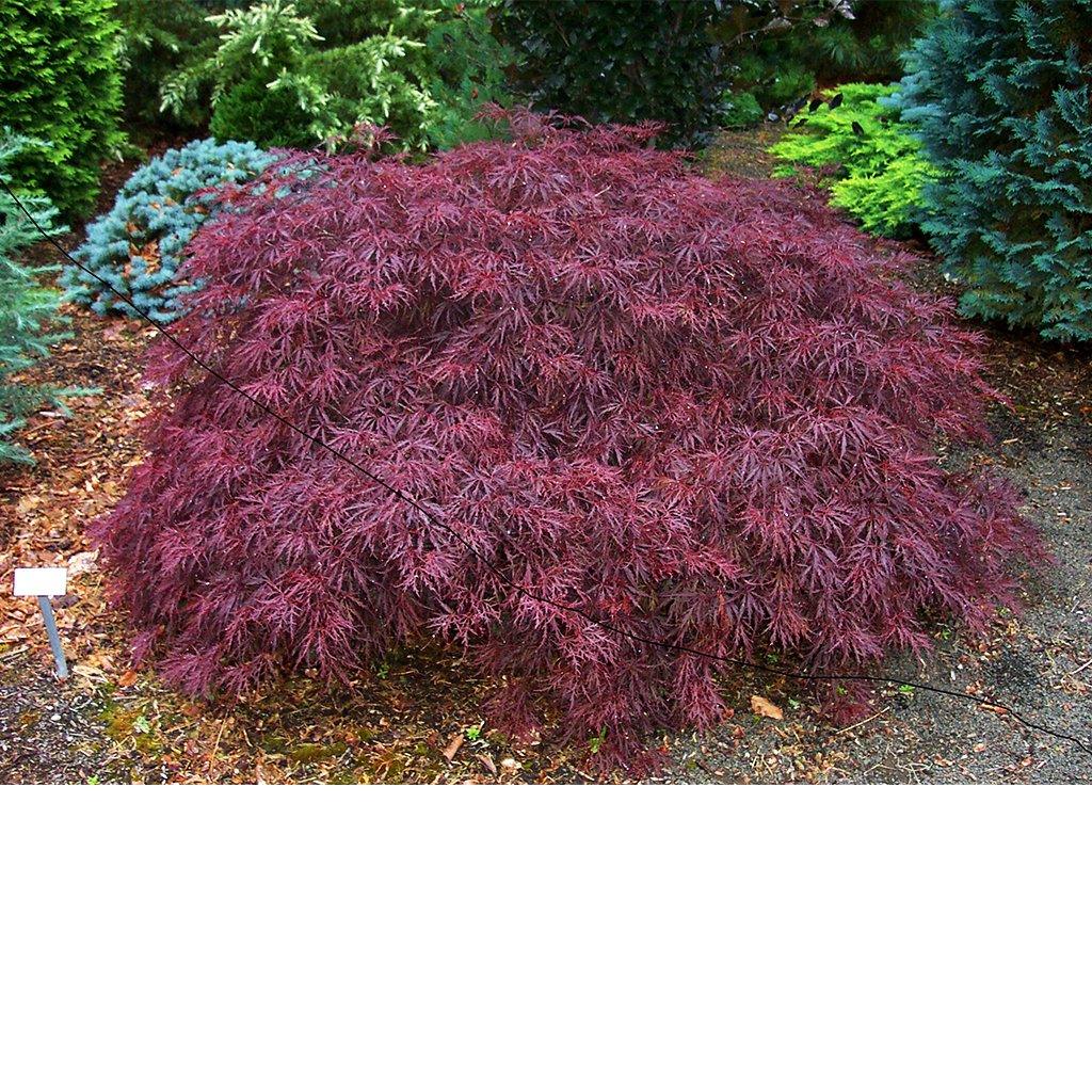Tamukeyama Cutleaf Japanese Maple - Sheridan Nurseries Online