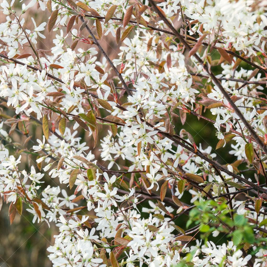 Shadblow Serviceberry (Shrub)