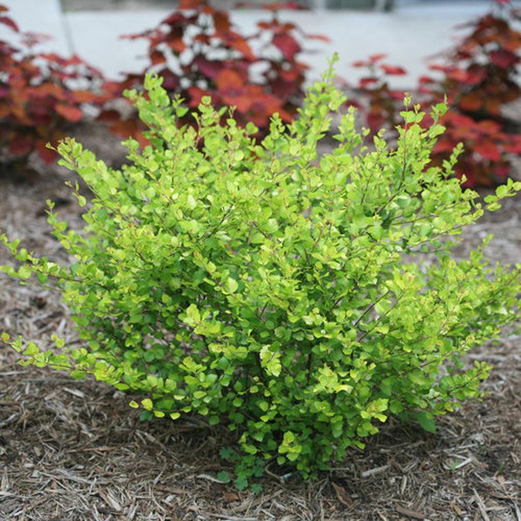 Cesky Gold® Dwarf Birch Pw® # 2 PW Cont