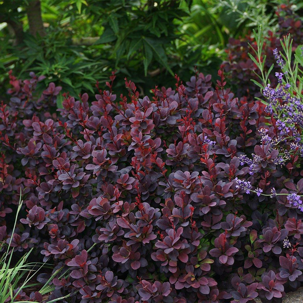 Concorde Japanese Barberry  #5 Container