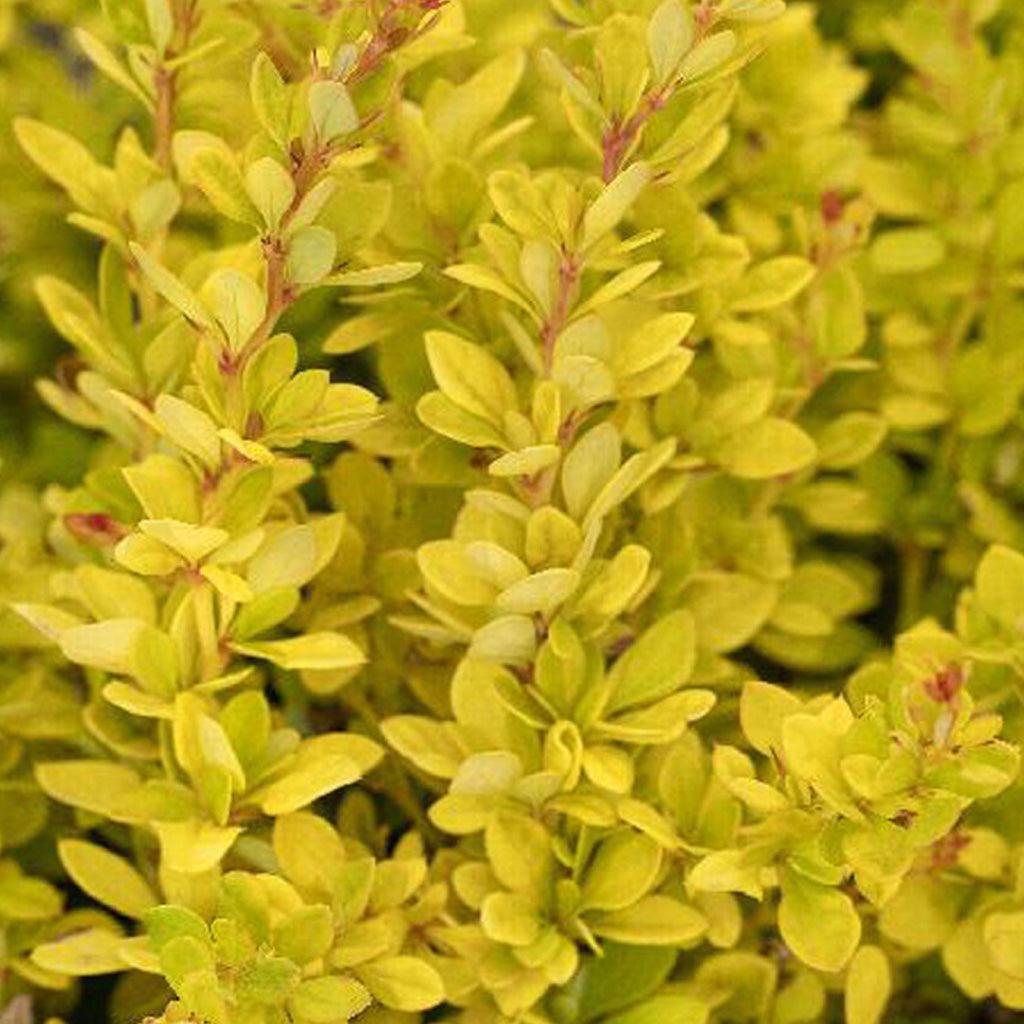 Golden Nugget® Dwarf Japanese Barberry