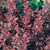 Ruby Carousel® Japanese Barberry