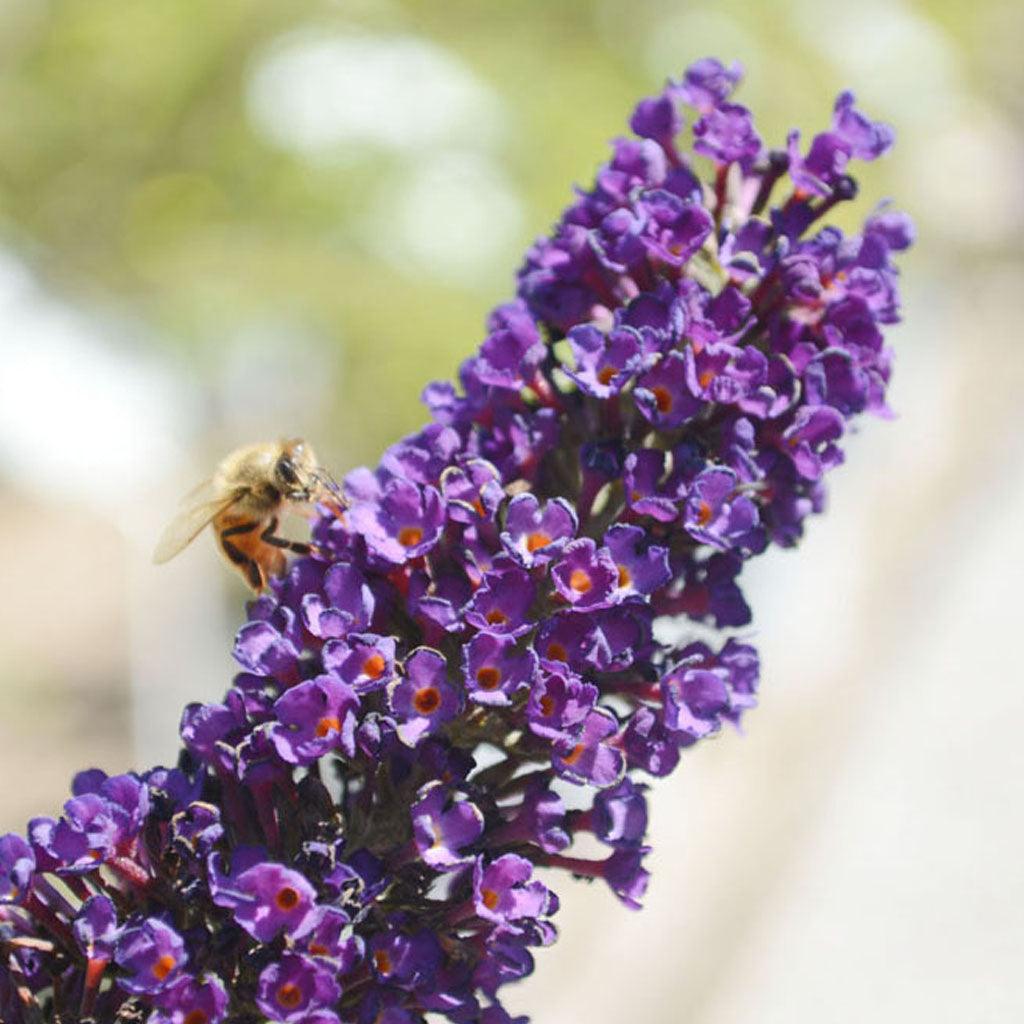 Bring elegance and subtle fragrance to your outdoor space with the Black Knight Butterfly Bush. This graceful shrub boasts striking dark violet-purple flowers that thrive in full to part sun, reaching mature heights of 240cm and a spread of 180cm.