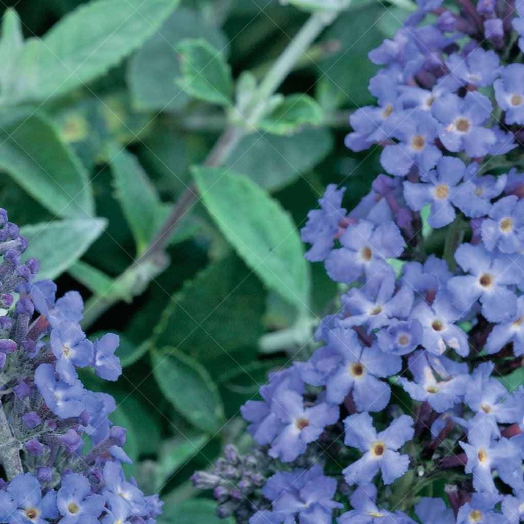 Flutterby Petite® Blue Heaven Butterfly Bush