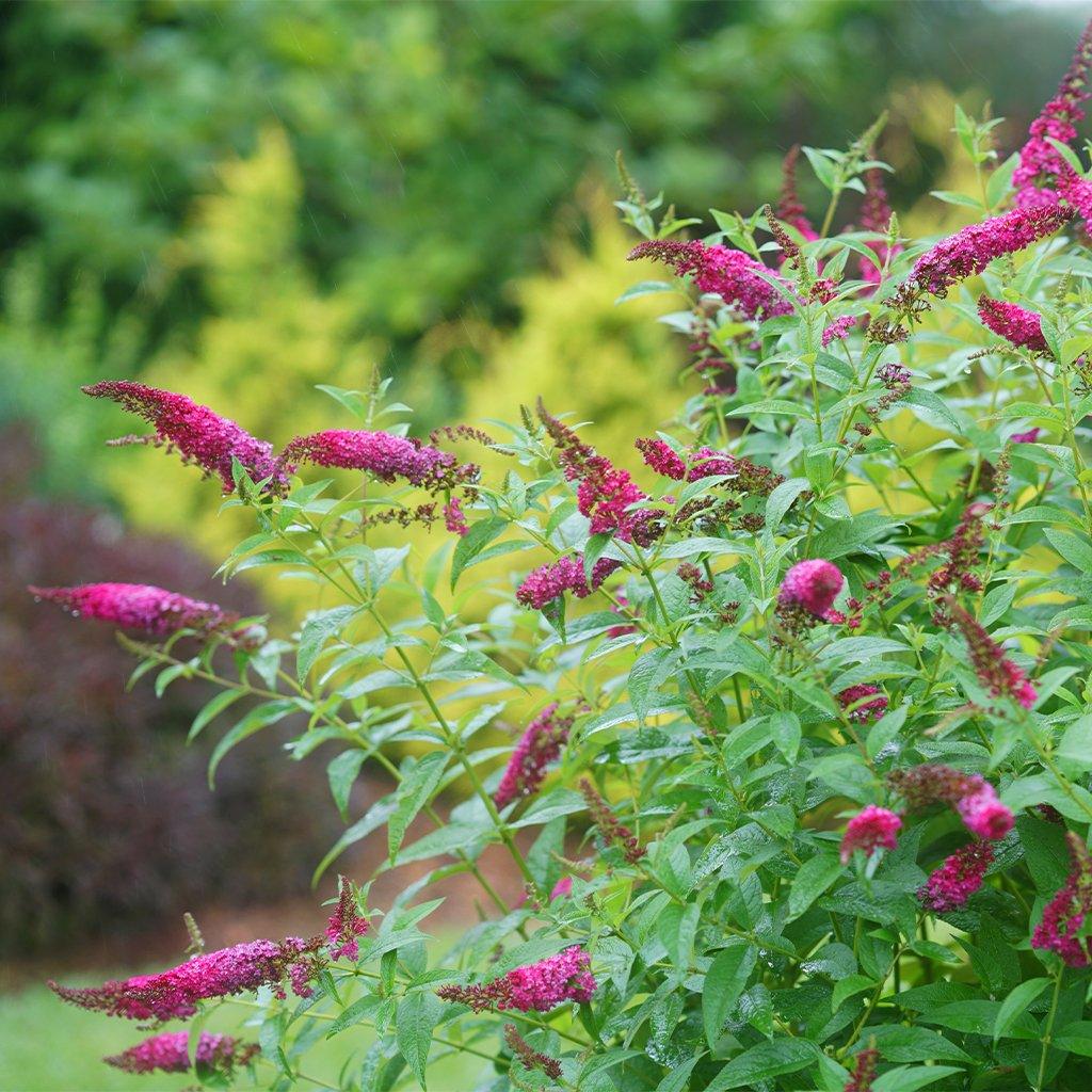A stunning addition to your garden that flourishes in full sun. This plant not only adds visual allure but also beckons butterflies and hummingbirds, creating a lively and vibrant atmosphere. Flourishing in zones 5-9, it demonstrates impressive resilience against heat and drought, ensuring its radiant blooms persist even in challenging conditions.