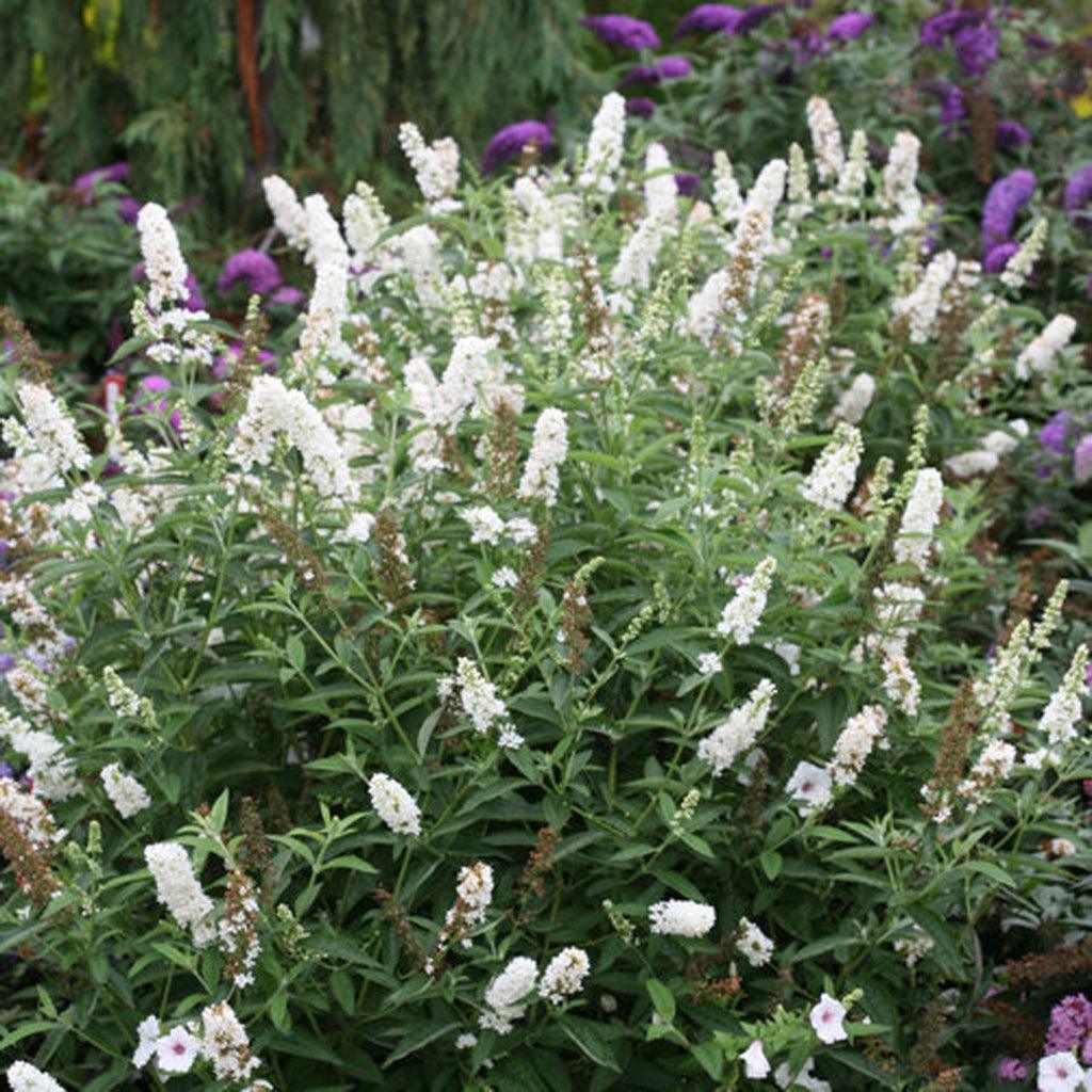 Discover a mesmerizing addition to your garden – a semi-dwarf butterfly bush that blooms for months with stunning pure white flowers. Radiating a crisp and clean allure, this beauty thrives under full sun. Growing to a mature height and spread of 150cm, it seamlessly fits into various spaces. 