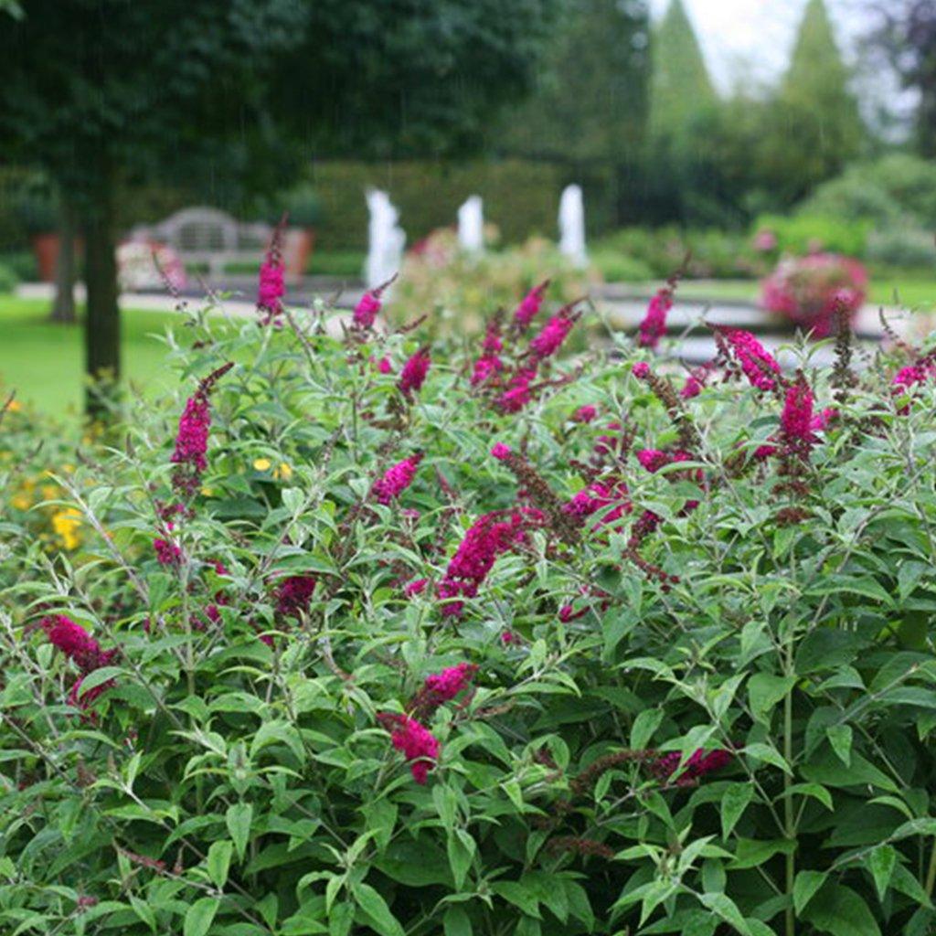 Miss Ruby Butterfly Bush PW® # 2 PW Cont