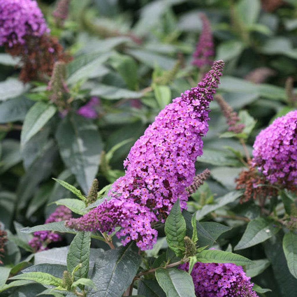 Pugster® Periwinkle Butterfly Bush Pw® # 2 PW Cont