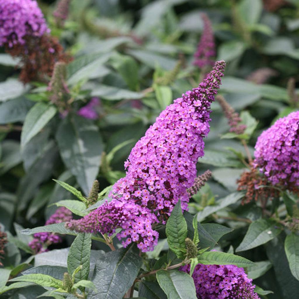 The petite plant yields beautiful, compact bunches of delicate purple flowers, exuding a sweet aroma that draws in bees, butterflies and hummingbirds. Best in full sun, reaching a height of 60cm and spreading 90cm.