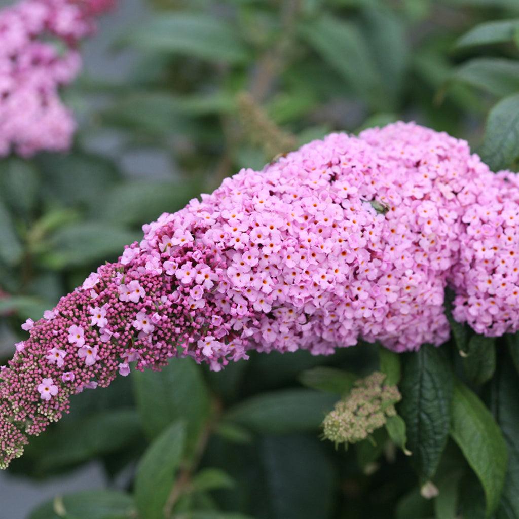 This butterfly bush offers continuous blooms of charming taffy-pink flowers, enchanting your outdoor space from summer through frost. Thriving in full sun, it reaches a mature height of 60cm with a spread of 90cm, while thriving in zones 5-9. Embrace the beauty and allure of the Pugster® Pink Butterfly Bush as it graces your landscape with its vibrant and enduring floral display. 