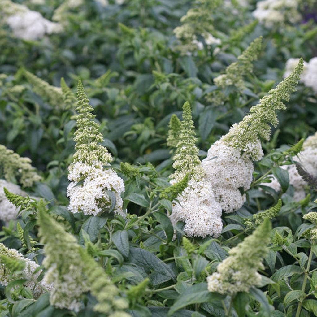 Pugster® White Butterfly Bush Pw® # 2 PW Cont