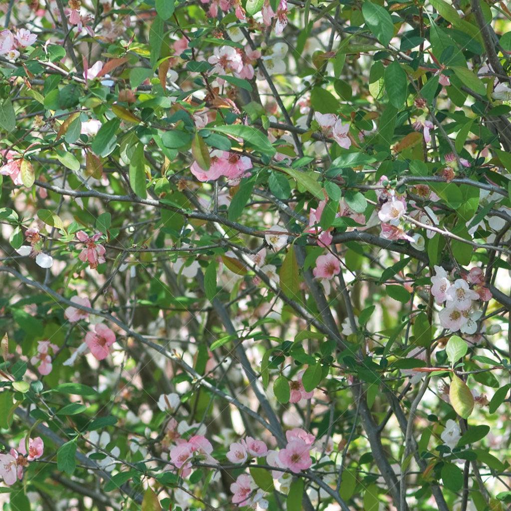 Toyo-Nishiki Common Flowering Quince