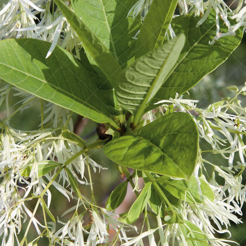 White Fringetree (Shrub)