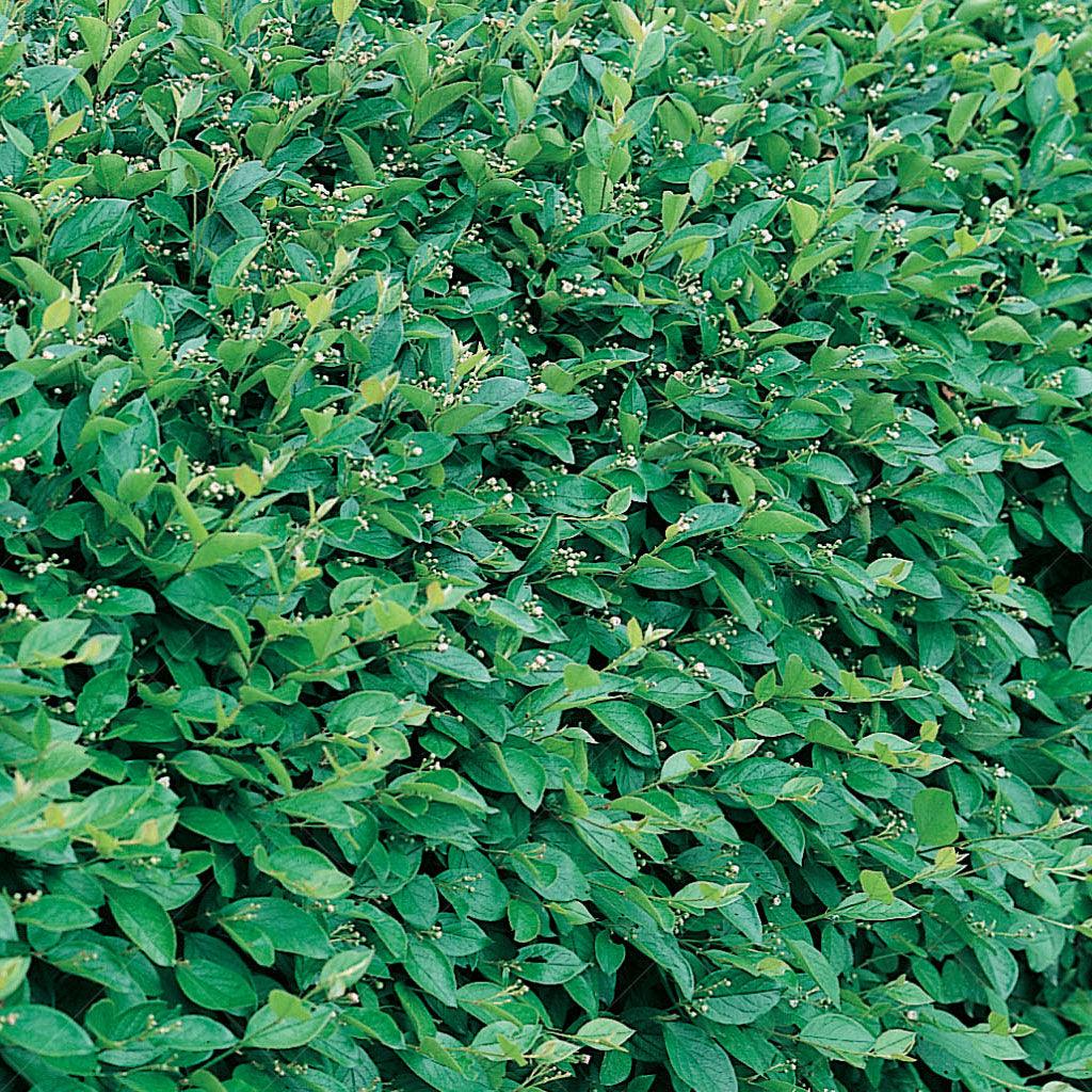 Peking Cotoneaster