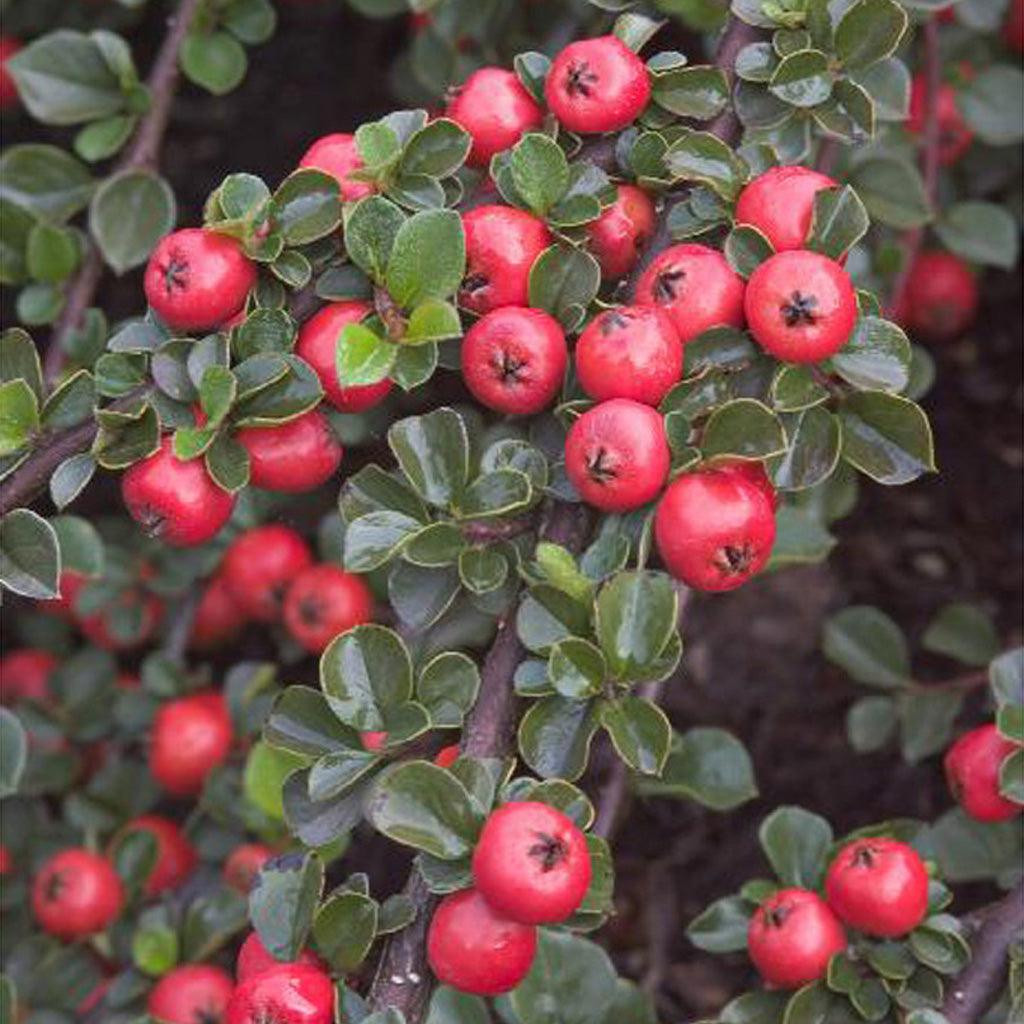 Cranberry Cotoneaster