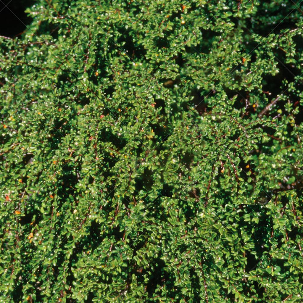 Tom Thumb Cranberry Cotoneaster