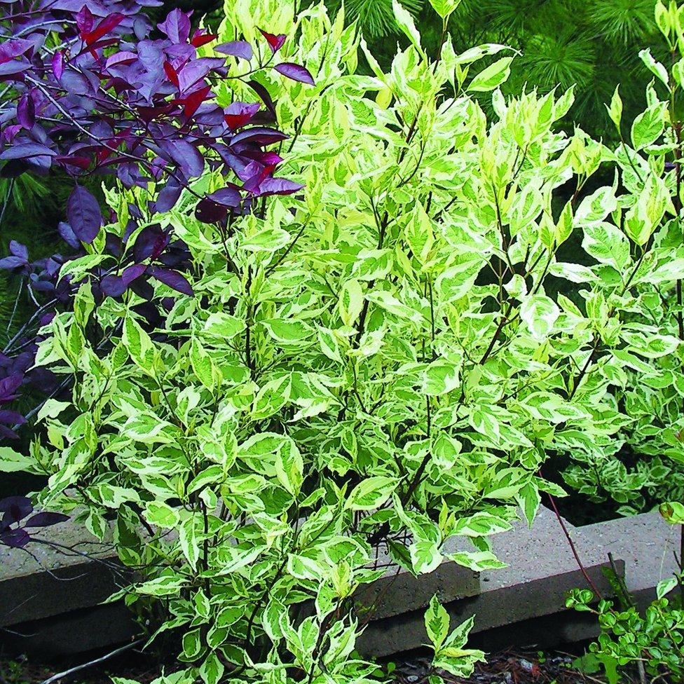 Silverleaf Tatarian Dogwood