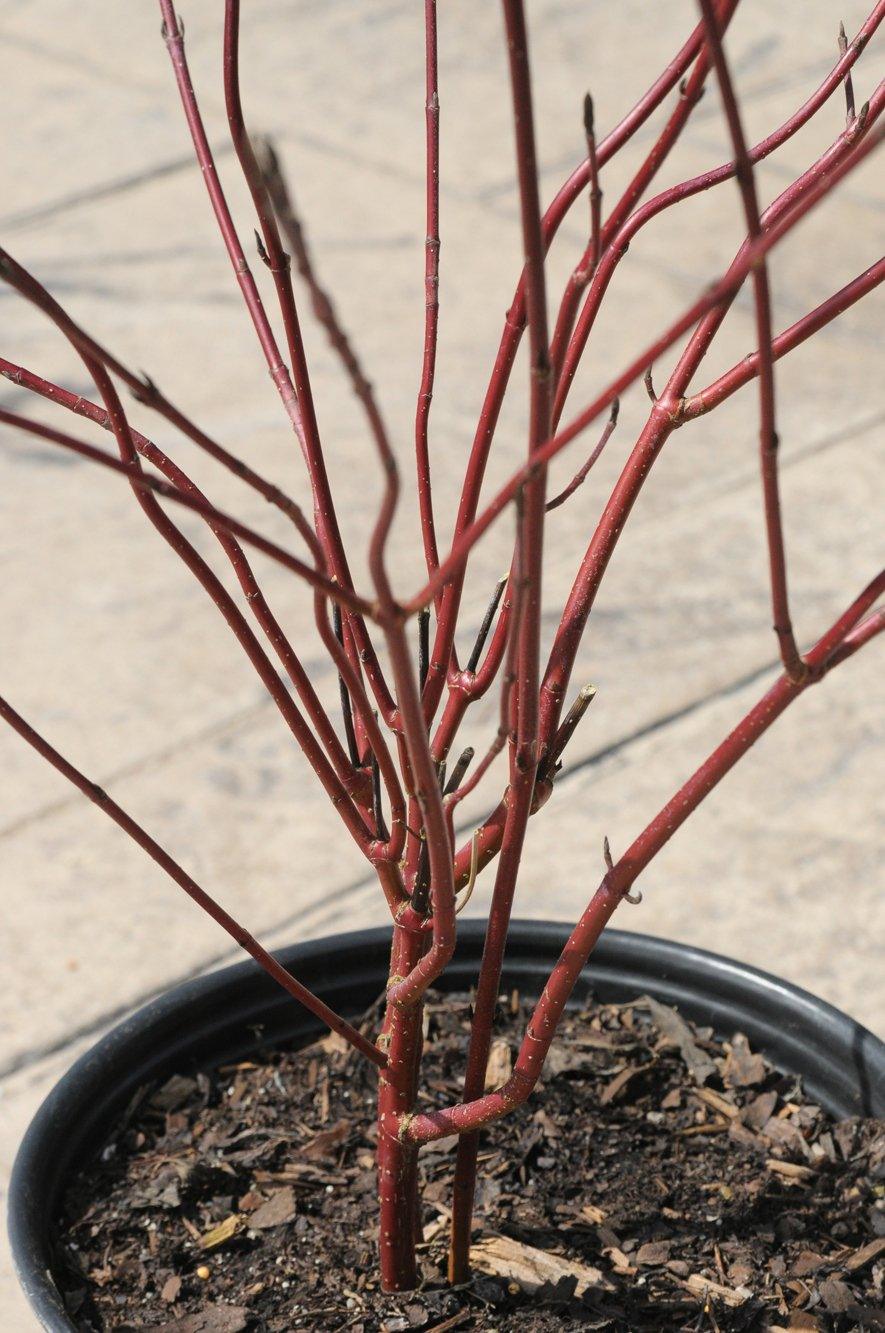 Silverleaf Tatarian Dogwood