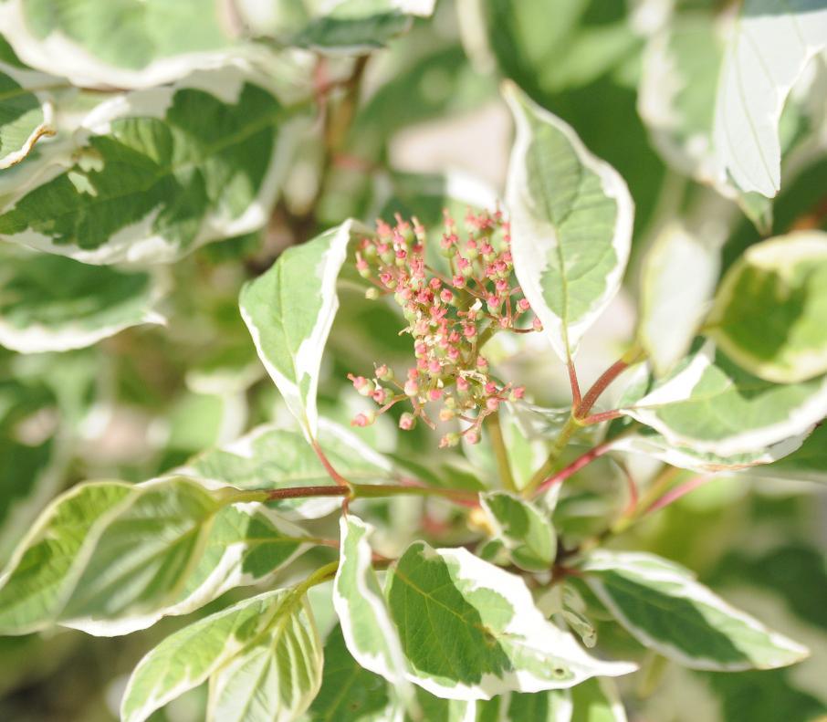 With a mature height and spread of 4 to 6 inches, it is an ideal choice for small-space gardening. This beauty thrives in zones 3-7 and prefers full to partial sun. Low maintenance and moderate watering are all it needs to thrive.