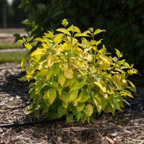 Flourishes best in zones 3-8, requiring full sun to partial shade. Its deer-resistant and makes for lovely cut flowers, but also thrives in rain gardens.