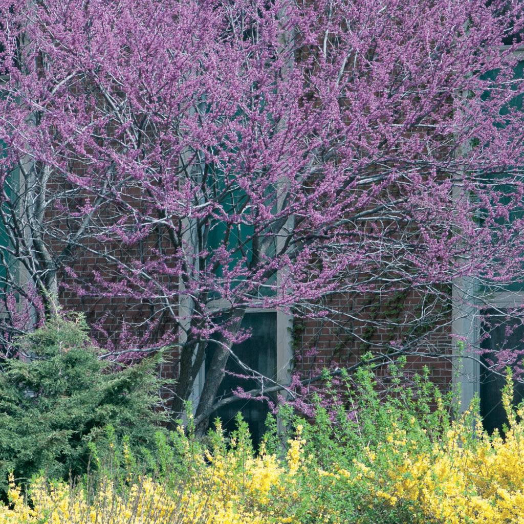 Embrace the enchanting beauty of the Eastern Redbud (Cercis canadensis), a captivating native tree cherished for its graceful form and breathtaking floral display early to late spring. This specimen plant grows heart-shaped blue-green leaves that transform into a stunning golden-yellow come Fall.