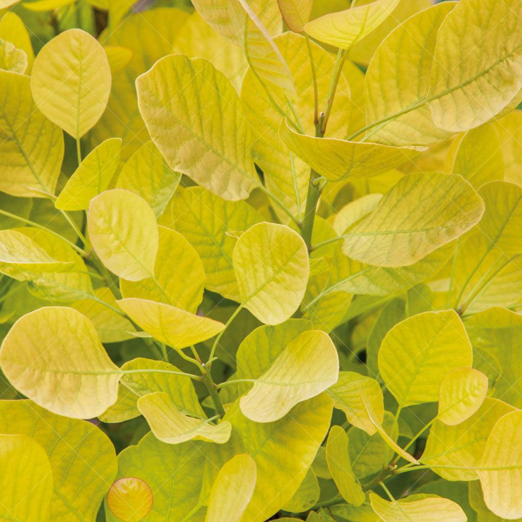 Golden Spirit® Common Smoketree