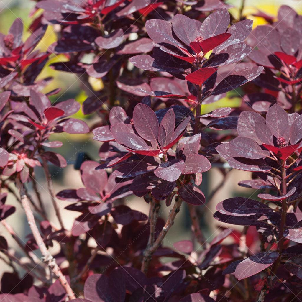 Royal Purple Common Smoketree