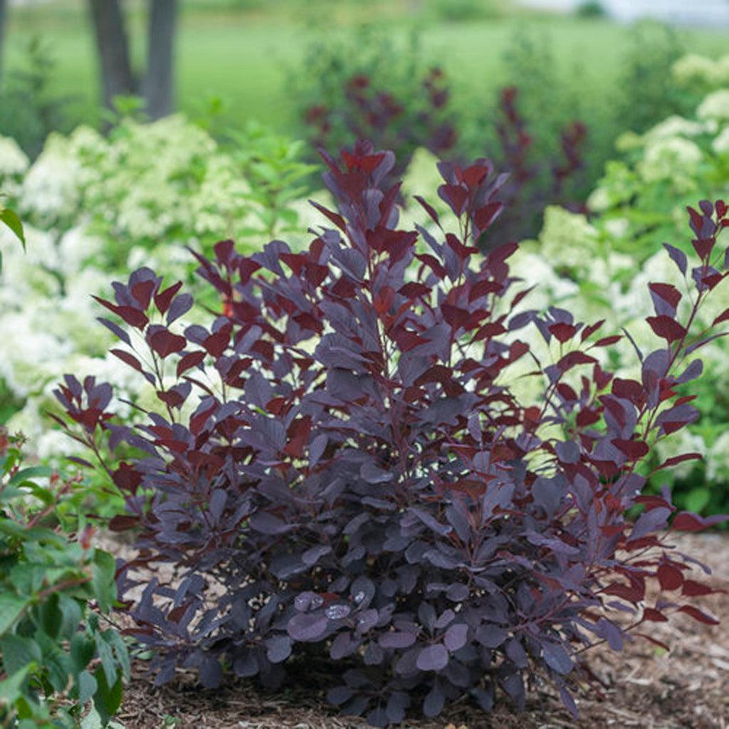 Winecraft Black® Smokebush Pw® # 2 PW Cont