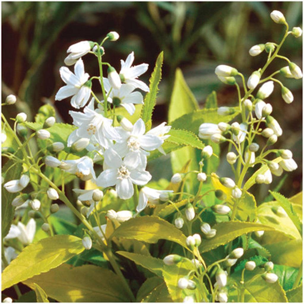 Chardonnay Pearls® Deutzia Pw® # 2 PW Cont